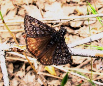 Rocky Mountain Duskywing