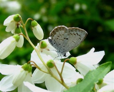 Spring Azure