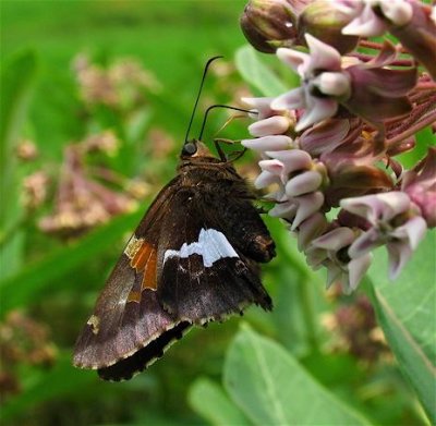 Silver-spotted Skipper