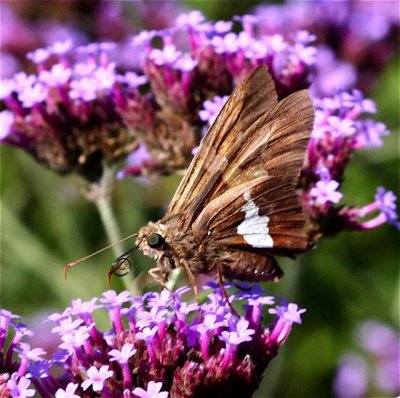 Silver-spotted Skipper