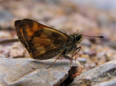 Taxiles Skipper