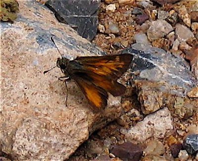 Taxiles Skipper