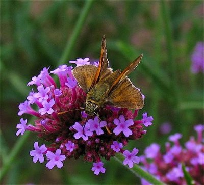 Tawny-edged Skipper