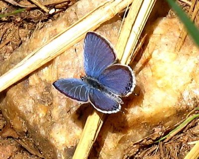 Western Tailed-Blue