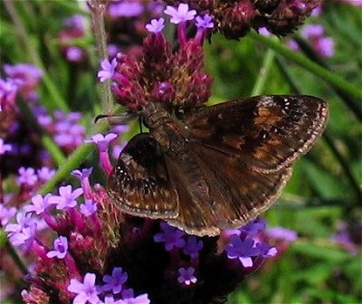 Wild Indigo Duskywing