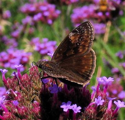 Wild Indigo Duskywing