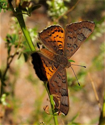Zela Metalmark