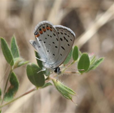 Acmon Blue