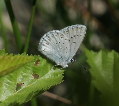 Anna's Blue