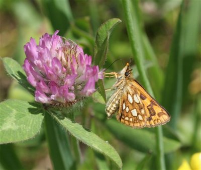 Arctic Skipper