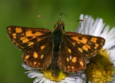 Arctic Skipper