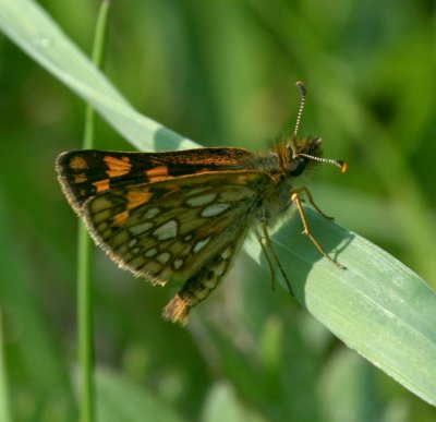 Arctic Skipper
