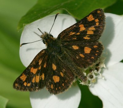Arctic Skipper