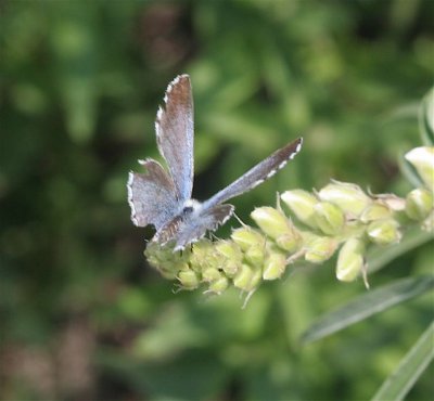 Arrowhead Blue