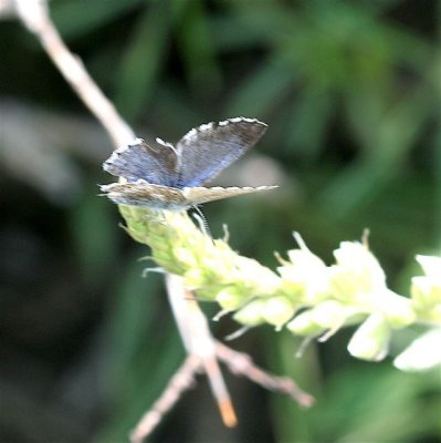 Arrowhead Blue