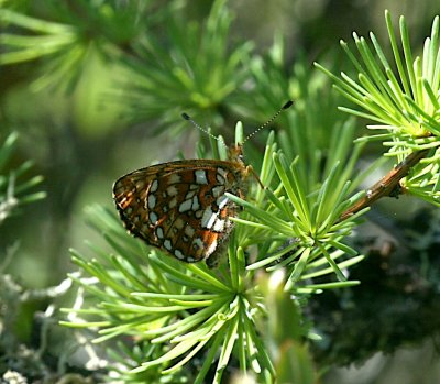 Bog Fritillary