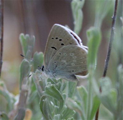 Boisduval's Blue