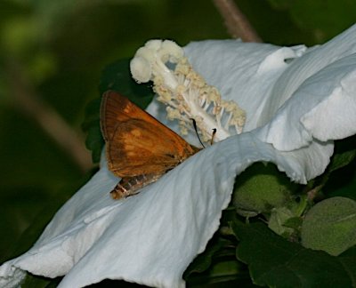 Broad-winged Skipper