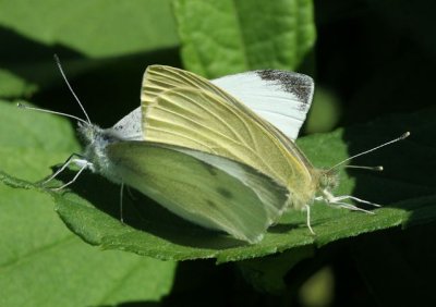 Cabbage White