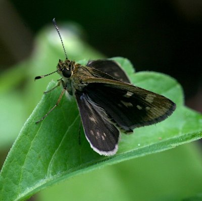 Carolina Roadside-Skipper