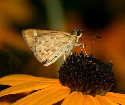 Carolina Roadside-Skipper