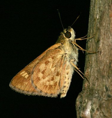 Carolina Roadside-Skipper