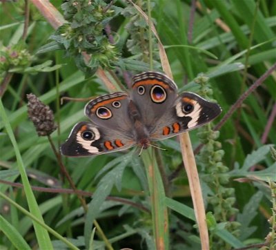 Common Buckeye