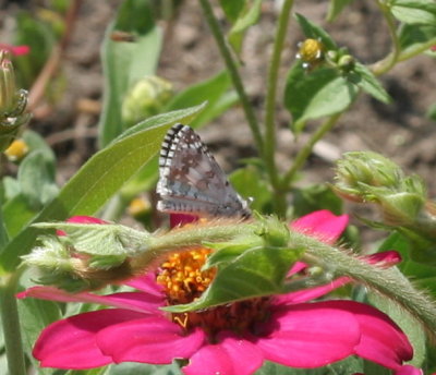 Common Checkered-Skipper