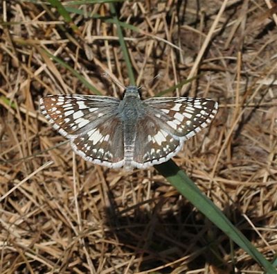 Common Checkered-Skipper