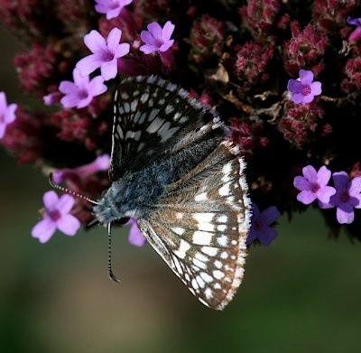 Common Checkered-Skipper