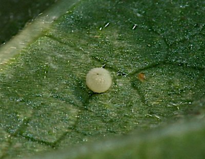 Common Checkered-Skipper egg