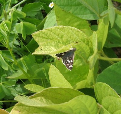 Common Checkered-Skipper