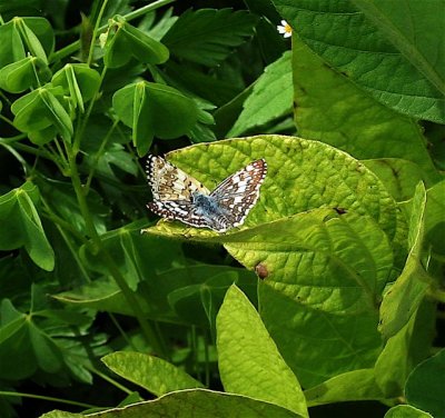 Common Checkered-Skipper