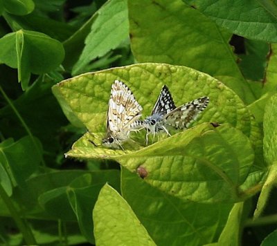 Common Checkered-Skipper