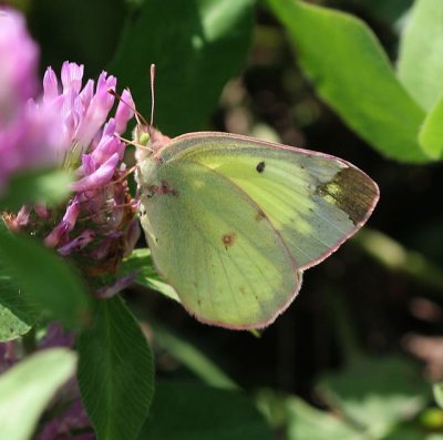 Clouded Sulphur