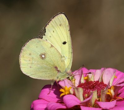 Clouded Sulphur