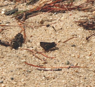Cobweb Skipper