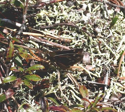 Cobweb Skipper