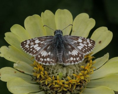 Common Checkered-Skipper