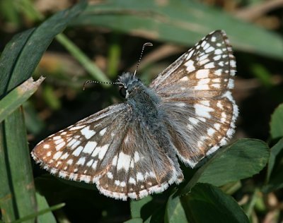 Common Checkered-Skipper