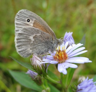 Common Ringlet