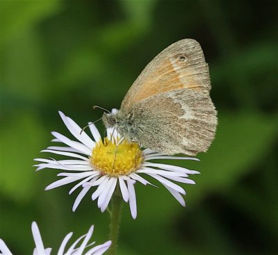 Common Ringlet