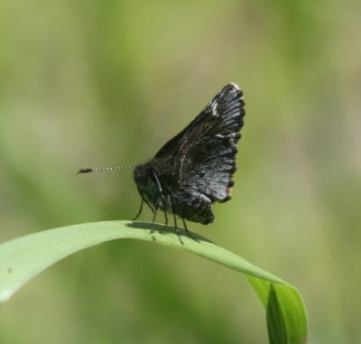 Common Roadside-Skipper
