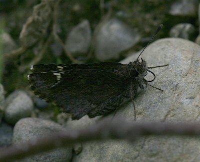 Common Roadside-Skipper