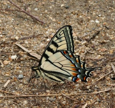  Tiger-Swallowtail sp