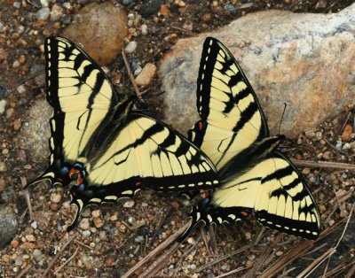  Tiger-Swallowtail sp