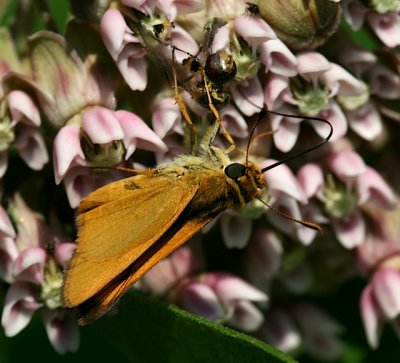 Delaware Skipper
