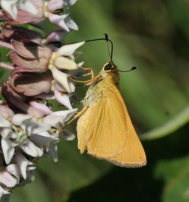 Delaware Skipper
