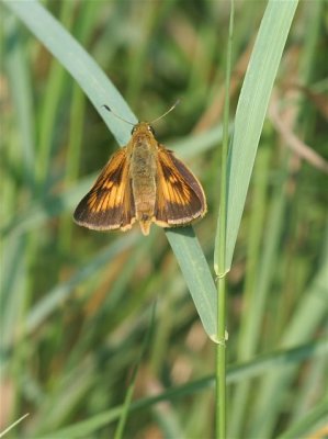 Delaware Skipper