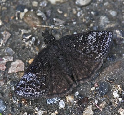 Dreamy Duskywing